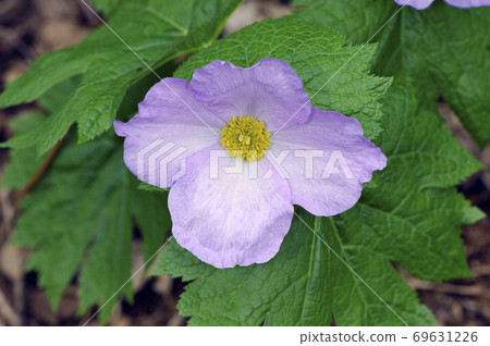 白石葵 北海道 中村內村 照片素材 圖片 圖庫