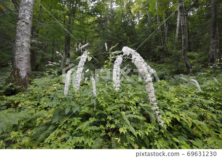Actaea simplex (Sounkyo, Hokkaido) 69631230
