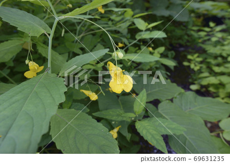 Touch-me-not (Shiretoko, Hokkaido) 69631235