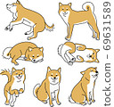 Various Shiba Inu 69631589