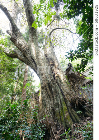 Old linden tree, Akita Prefecture 69631928