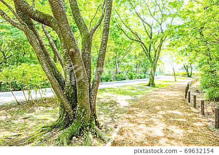 Fresh green hiking course [colored pencils] 69632154