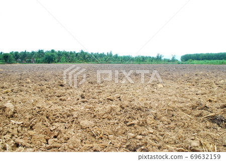 Plowing sugarcane. Plowing sugarcane. 69632159