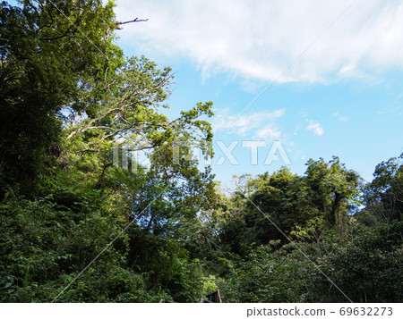 Japan's precious nature Koajiro no Mori on the Shonan Miura Peninsula (Autumn) 69632273