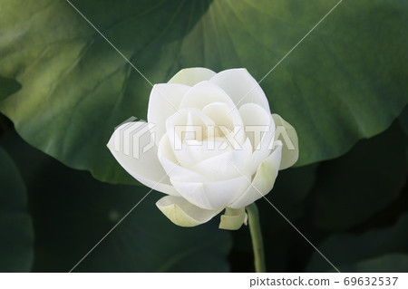 夏季，慶州東宮和月池池附近盛開的白蓮花和荷葉 69632537