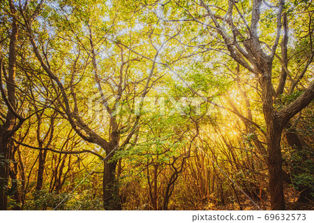 [Natural scenery] A state of the mountain trail in the forest 69632573