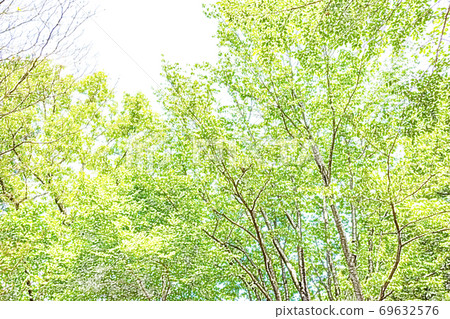Fresh green [colored pencils] 69632576