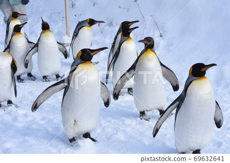 King Penguin March (Asahiyama Zoo) 69632641