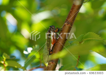 A bear zemi looking for shade in a cherry tree even though it is a summer tradition 69633003
