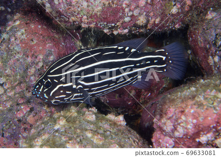 Nuno Sarashi juvenile Nuno Sarashi juvenile 69633081