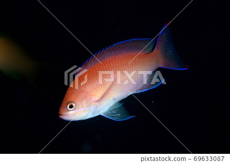 Redbar anthias female Redbar anthias female 69633087