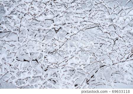 丹口白等待春天 丹口白等待春天 69633118