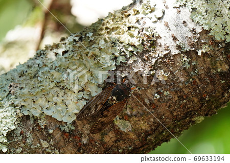 A brown cicada looking for shade in a cherry tree even though it is a summer tradition 69633194
