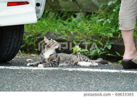Stray cats Kijitora kittens practicing fights in the shade on a hot day from the morning Stray cats Kijitora kittens practicing fights in the shade on a hot day from the morning 69633365