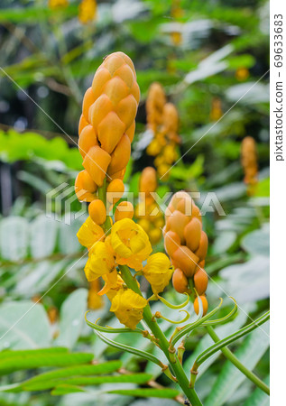 Ringworm Bush Flower or Candle Bush Flower (botanical name is Senna Alata) is Thai Herb In Natural Garden. Ringworm Bush Flower or Candle Bush Flower (botanical name is Senna Alata) is Thai Herb In Natural Garden. 69633683