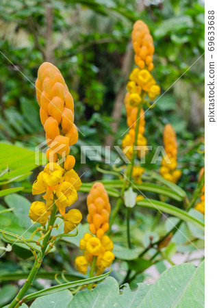 Ringworm Bush Flower or Candle Bush Flower (botanical name is Senna Alata) is Thai Herb In Natural Garden. Ringworm Bush Flower or Candle Bush Flower (botanical name is Senna Alata) is Thai Herb In Natural Garden. 69633688
