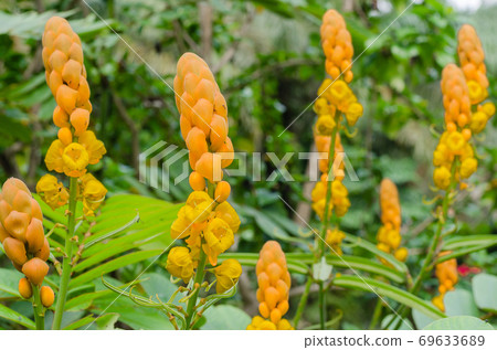 Ringworm Bush Flower or Candle Bush Flower (botanical name is Senna Alata) is Thai Herb In Natural Garden. Ringworm Bush Flower or Candle Bush Flower (botanical name is Senna Alata) is Thai Herb In Natural Garden. 69633689