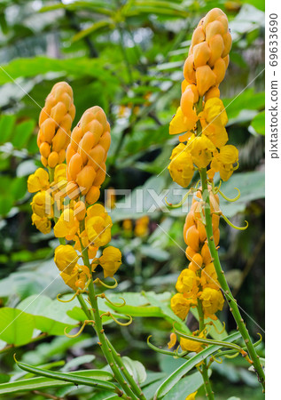 Ringworm Bush Flower or Candle Bush Flower (botanical name is Senna Alata) is Thai Herb In Natural Garden. Ringworm Bush Flower or Candle Bush Flower (botanical name is Senna Alata) is Thai Herb In Natural Garden. 69633690