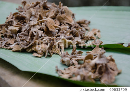 Brown Fungi from the Southern Tropical Forest of Thailand and is One of Good Natural Ingredient for Food Cooking. Brown Fungi from the Southern Tropical Forest of Thailand and is One of Good Natural Ingredient for Food Cooking. 69633709