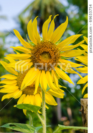 Sunflower is Bloom on Summer Day. Sunflower is Bloom on Summer Day. 69633754