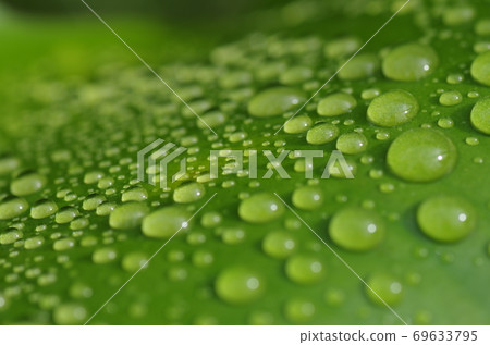 Close-up of water droplets on green leaves Close-up of water droplets on green leaves 69633795