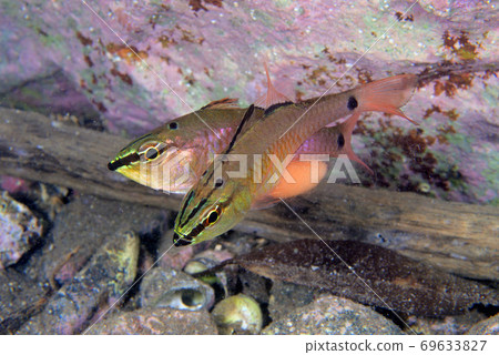 Spawning of Apogon notatus 69633827