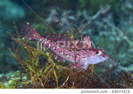 Ayaanahaze Ayaanahaze 69633828