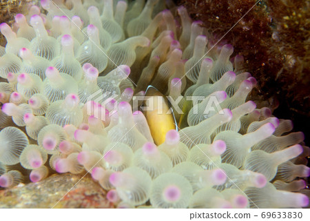 銀蓮花魚和珊瑚海葵 69633830