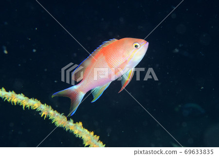 Male Benihanadai Male Benihanadai 69633835