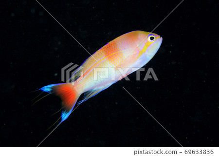 博多代伊託基男 69633836