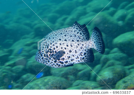 Young fish of the spotted knifejaw Young fish of the spotted knifejaw 69633837