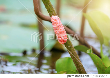 Closeup eggs pink golden applesnail or Channeled applesnail on natural background. 69633853
