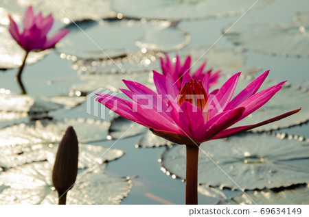 Magenta Lotus is Blooming in Natural Pond. Magenta Lotus is Blooming in Natural Pond. 69634149