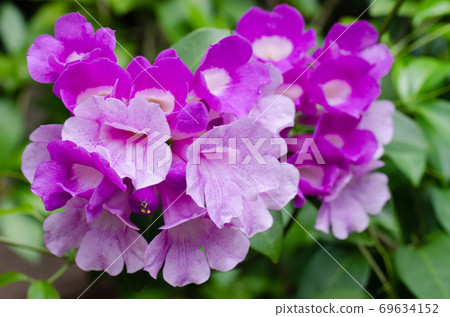 Purple Flower Blooming in Natural Botanical Garden. 69634152