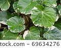 Green Leaf of Plant is Growth in the Tropical Natural Garden. 69634276