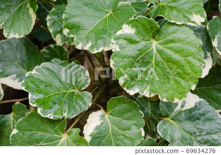 Green Leaf of Plant is Growth in the Tropical Natural Garden. Green Leaf of Plant is Growth in the Tropical Natural Garden. 69634276