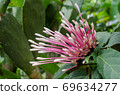 Purple Flower Blooming in Natural Botanical Garden. 69634277