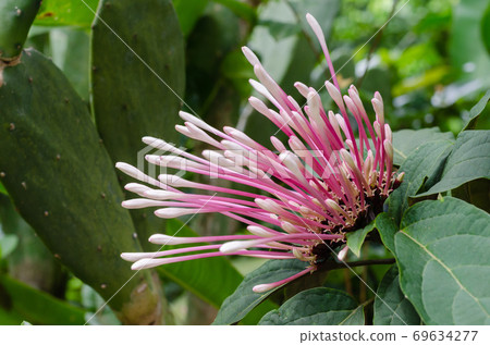 Purple Flower Blooming in Natural Botanical Garden. Purple Flower Blooming in Natural Botanical Garden. 69634277
