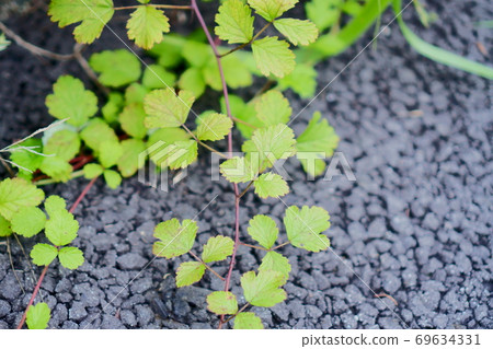 Small leaves 69634331