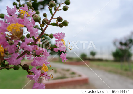 Park Square where Oobana Sarsuberi (Banaba) blooms 69634455