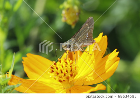 Parnara guttata sucking honey on Kibana cosmos Parnara guttata sucking honey on Kibana cosmos 69634583