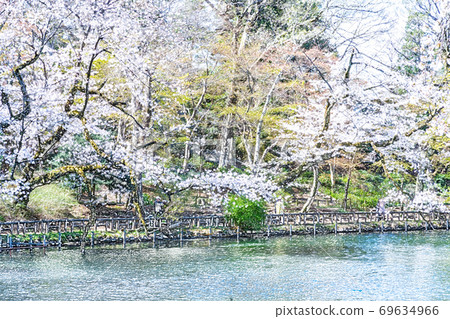 Cherry blossoms in full bloom [colored pencils] 69634966