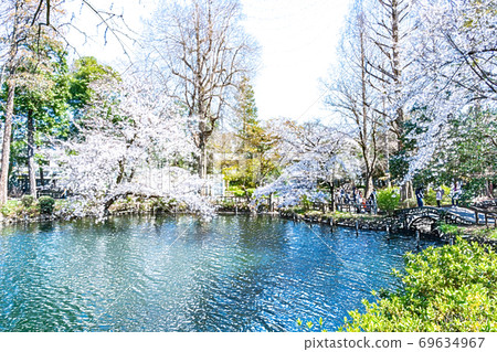 Cherry blossoms in full bloom [colored pencils] 69634967