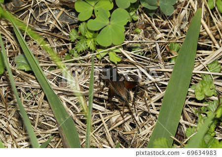 Emma cricket 69634983
