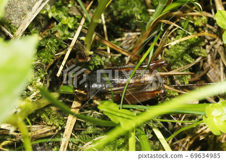 Emma cricket Emma cricket 69634985