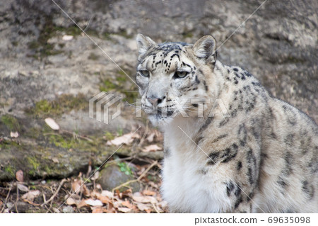Snow leopard 69635098