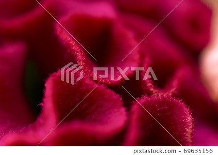 Close up of a flower 69635156