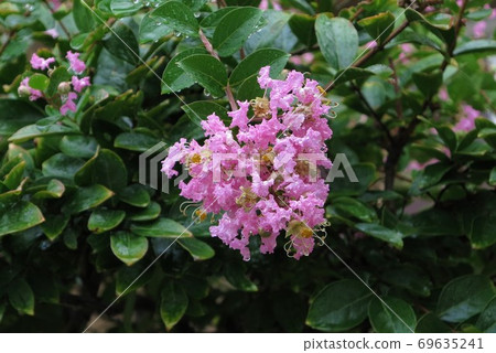 薩爾斯伯里花百日咳花 薩爾斯伯里花百日咳花 69635241