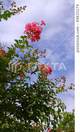 Crape myrtle vertical 69635274