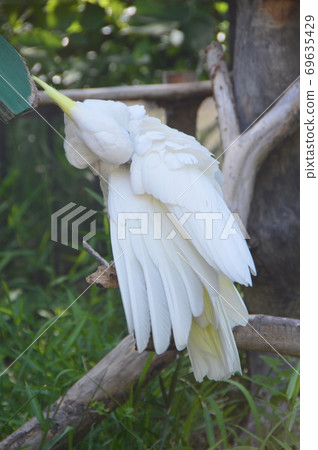 Aomeki Batan（上野動物園/東京都台東區上野公園） 69635429